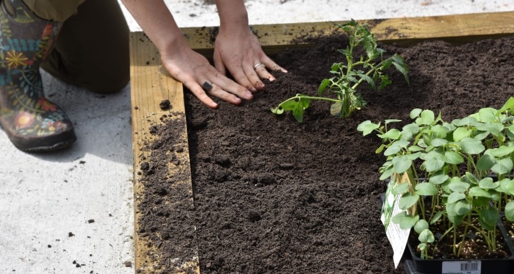 Raised garden bed planter filled with garden soil